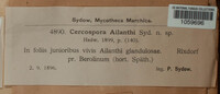 Cercospora ailanthi image